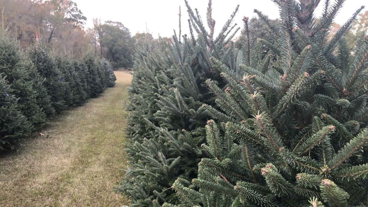 Tree farms on sale near me