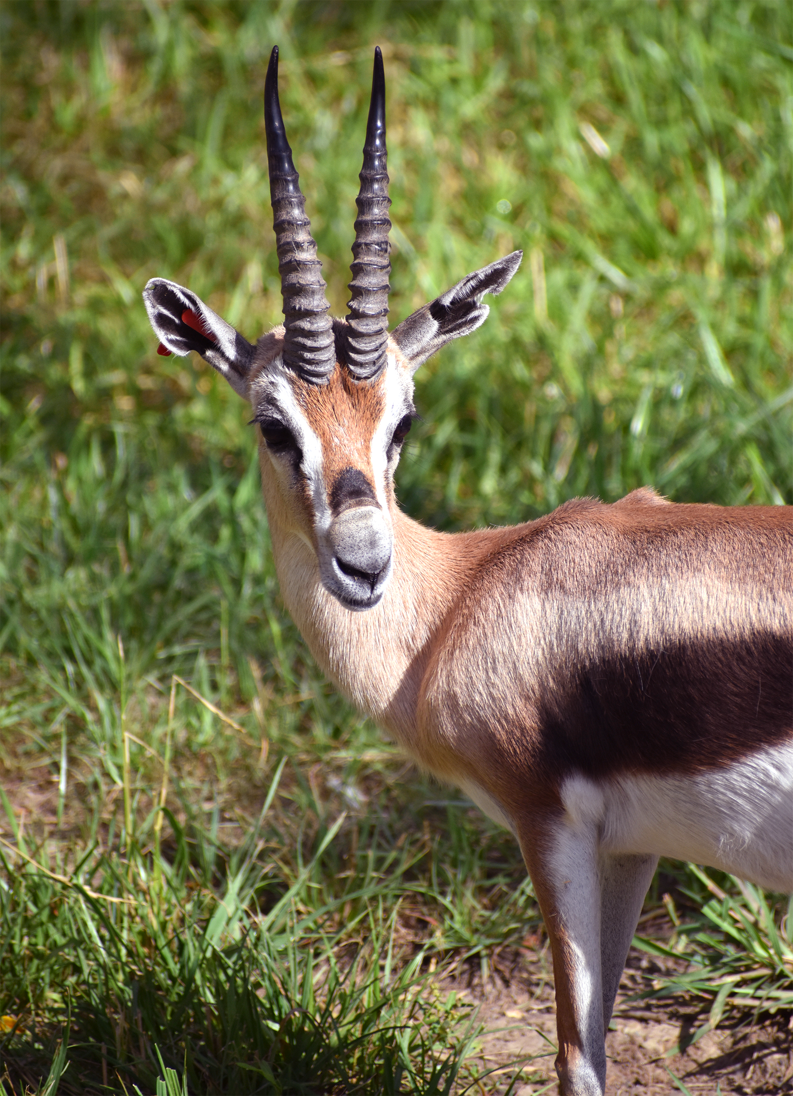AWAKE IN A REVISITED WORLD　アサイラム　Gazelle Akron Zoo mourns death of Gondar the Speke's gazelle after