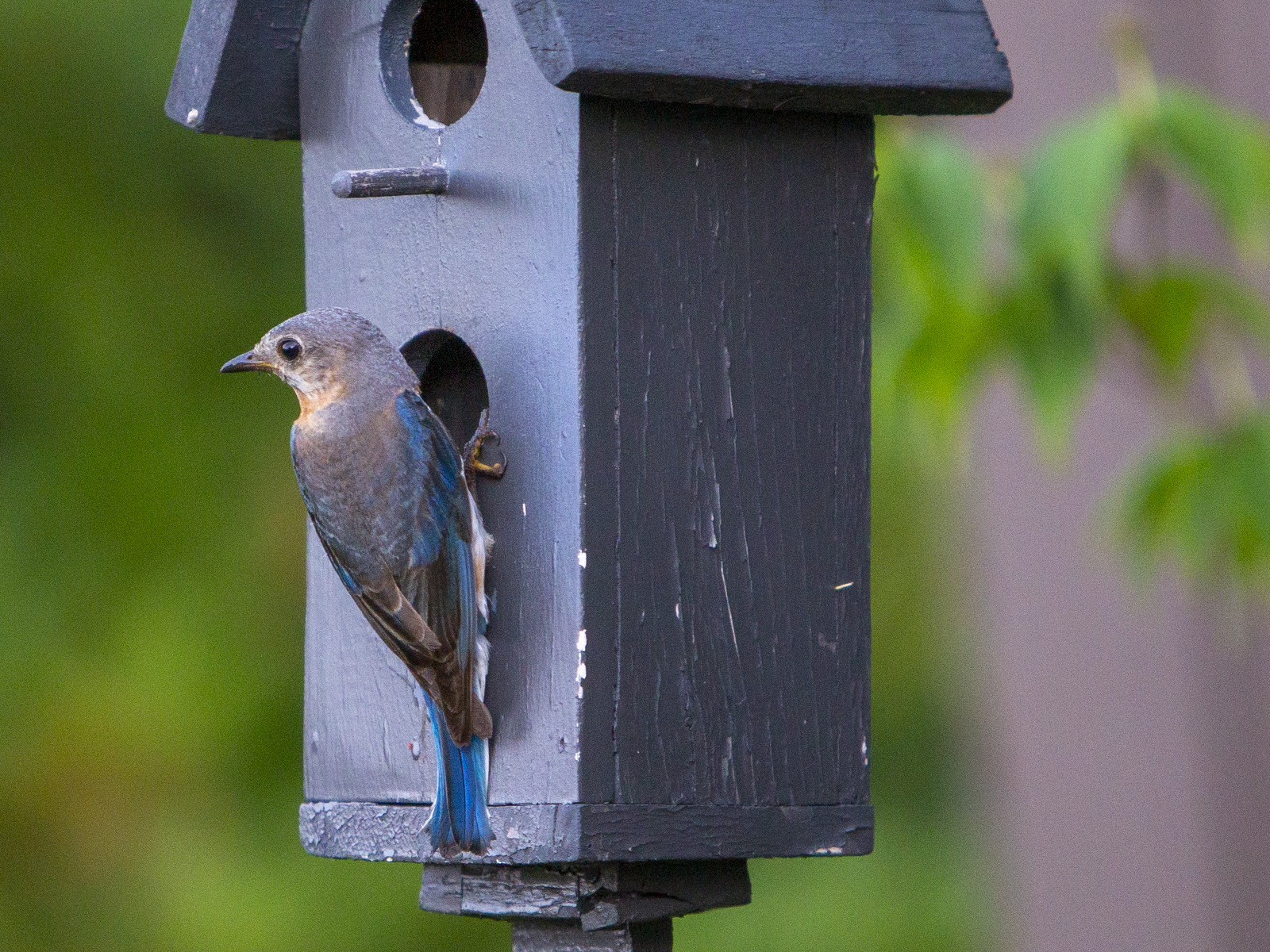 jefferson county bird feeders