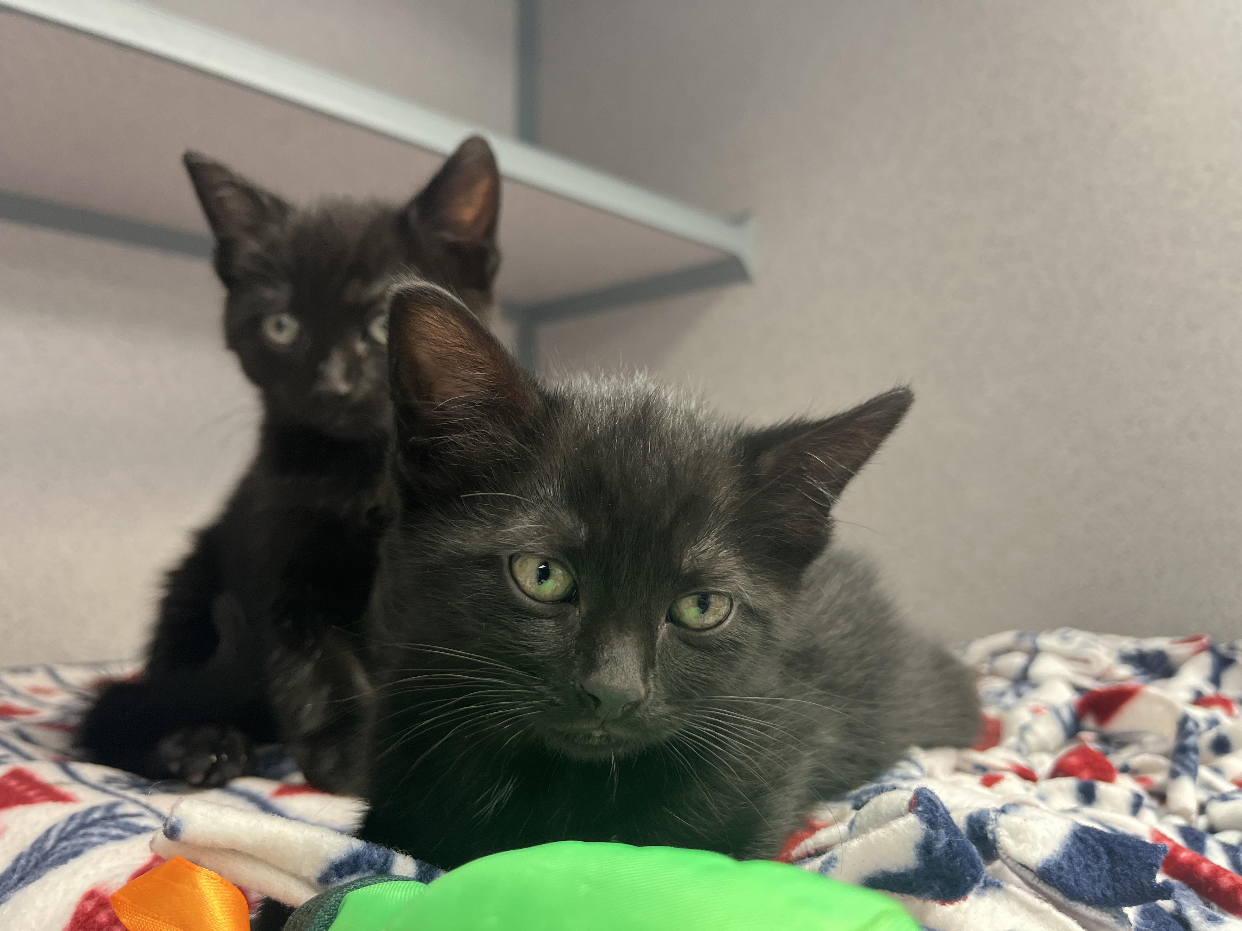 Bowling green best sale humane society cats