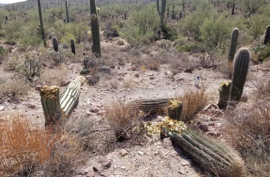 Saying goodbye to the Strong-Arm Saguaro — Town of Marana