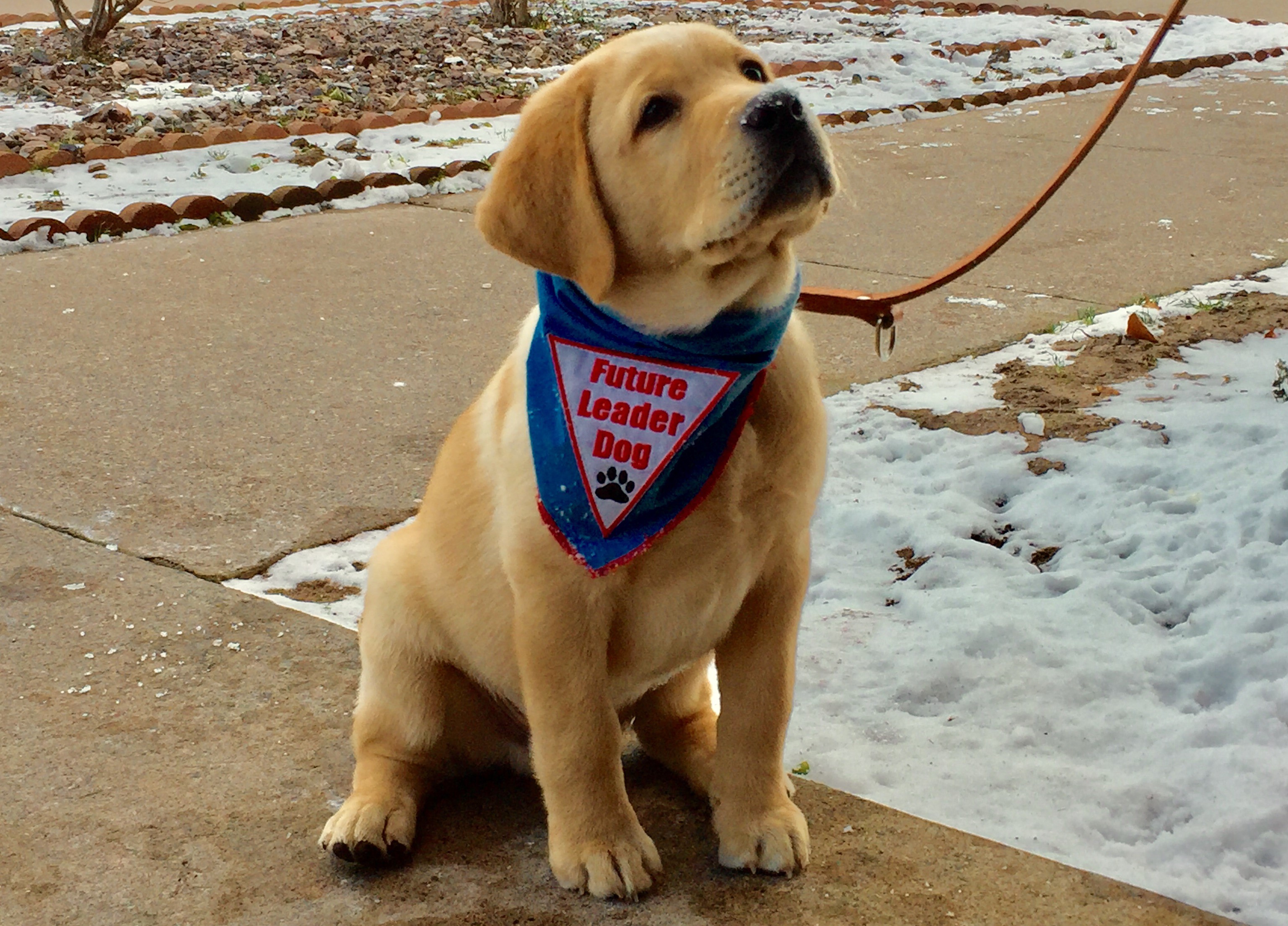 How Dogs Help Prisoners