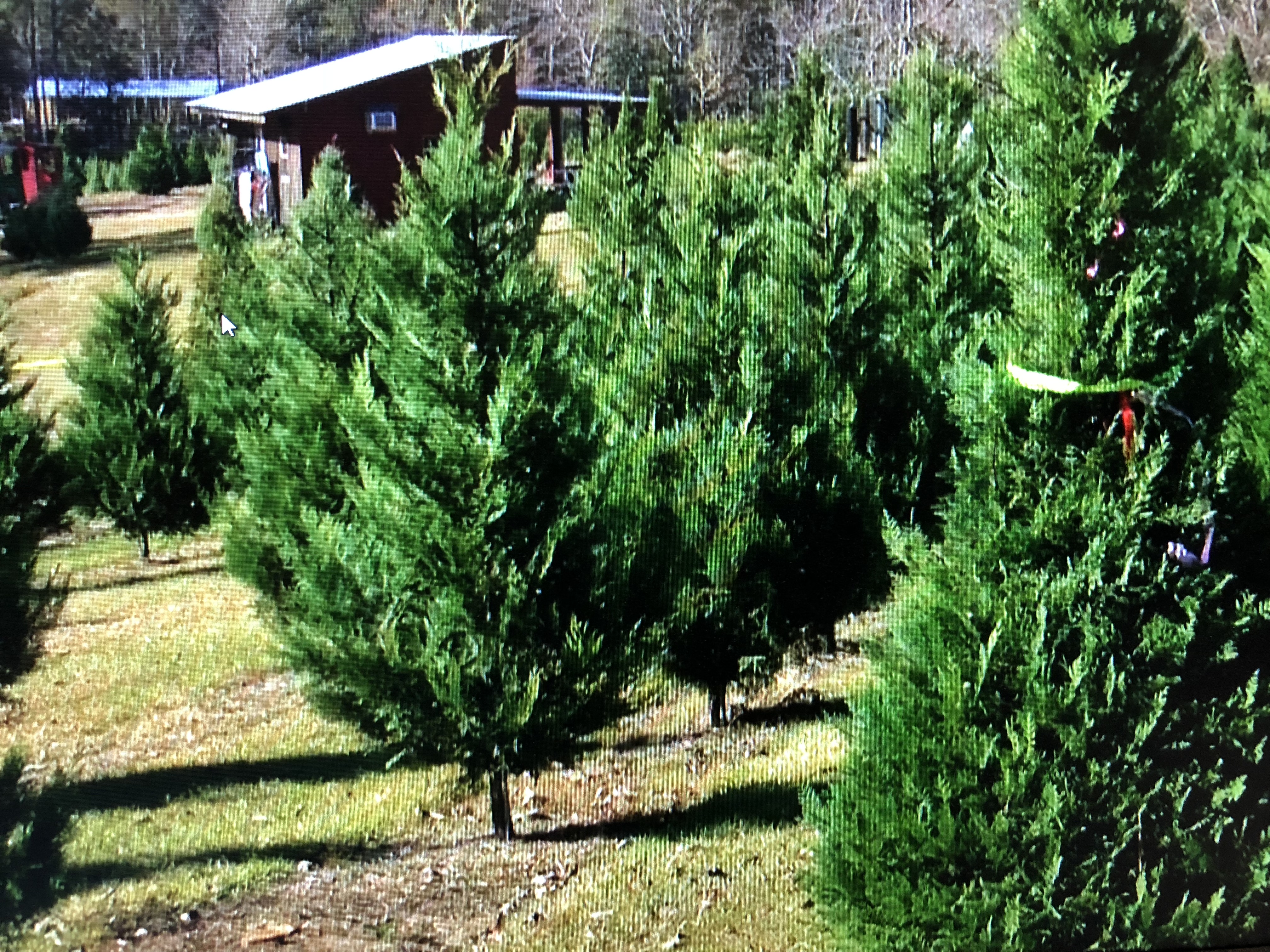 Basswood tree – East Hill Tree Farm