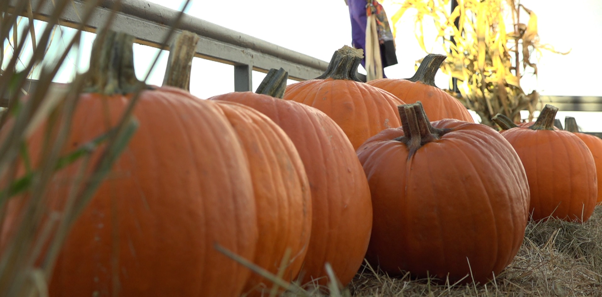 pumpkin patch near anchorage ak