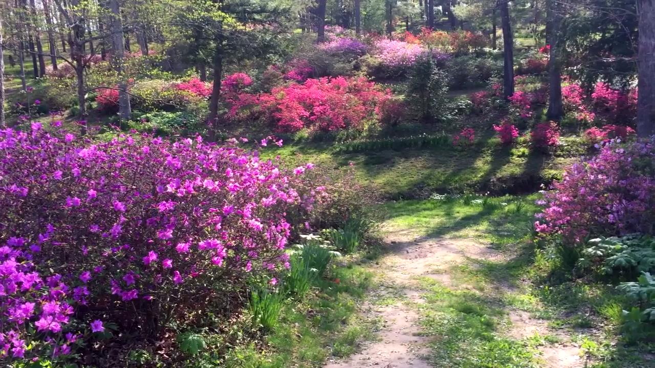 Pinecrest Azalea Gardens | Fasci Garden