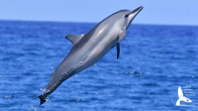 Spinner Dolphin  National Wildlife Federation