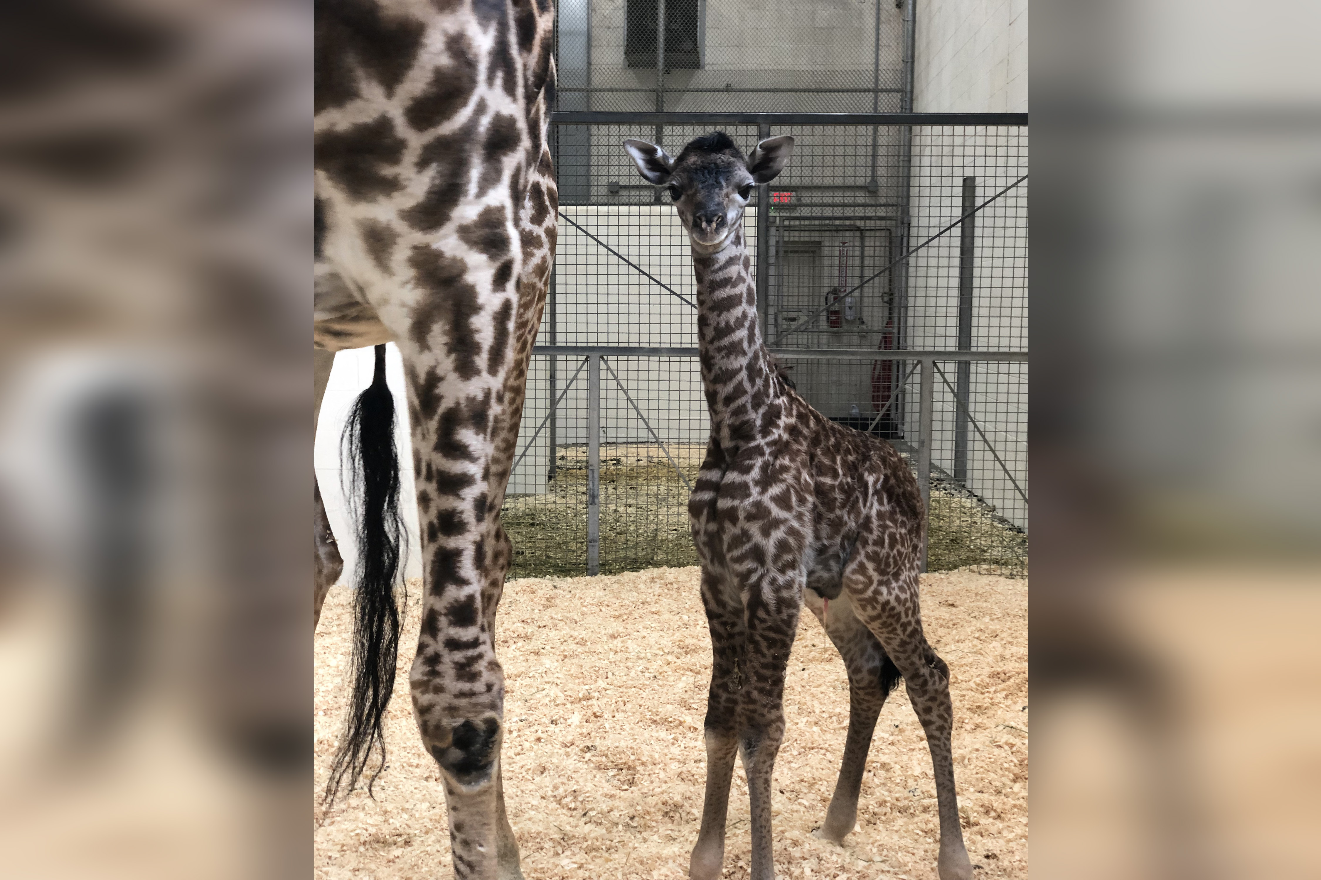 Burreaux, the giraffe named after Bengals QB Joe Burrow, dies