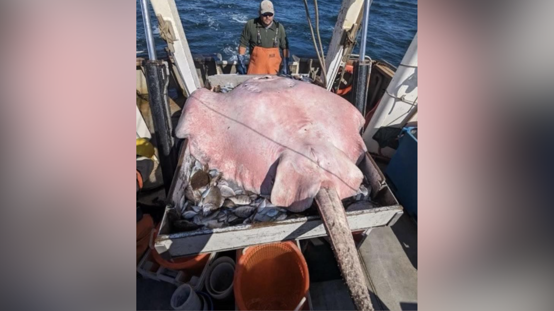 What a catch! Crews catch 400-pound stingray along Atlantic coast