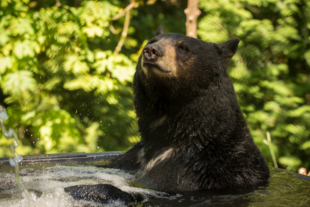 Black bears spotted in Portland neighborhoods