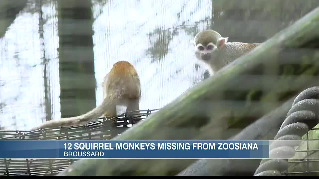 12 monkeys missing from Louisiana zoo as search for thief continues - ABC  News