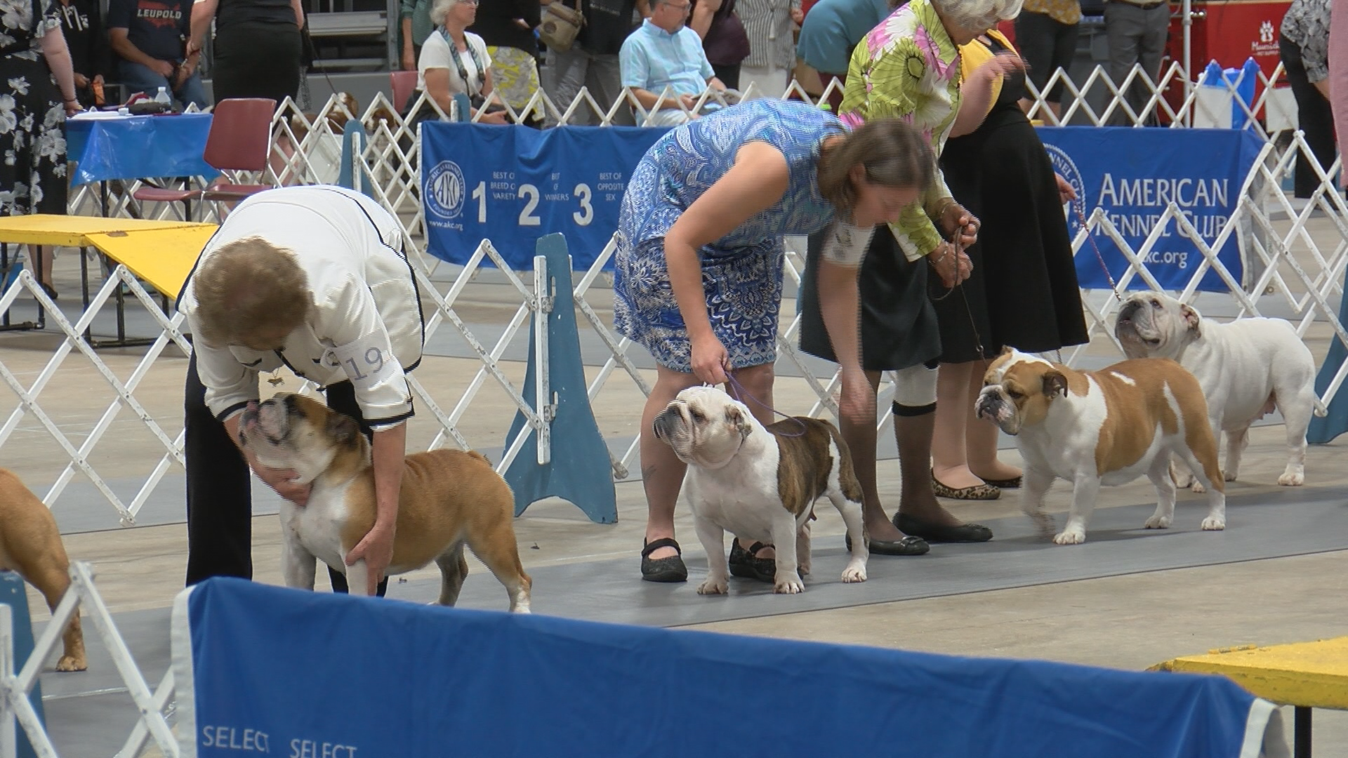 Rochester Kennel Club All Breed Dog Show kicks off