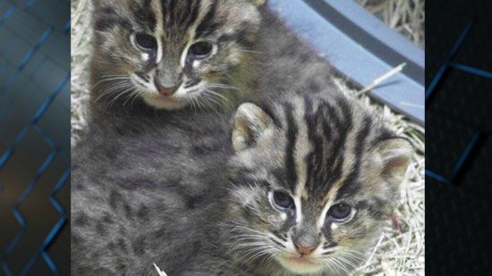 Fishing cat clearance kitten