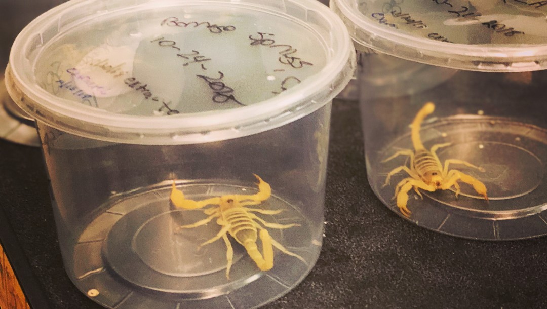 Venom as medicine? Iowa professor says scorpions could unlock new