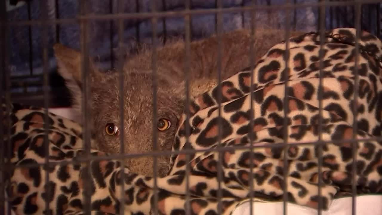 Rescued mystery animal baffles experts
