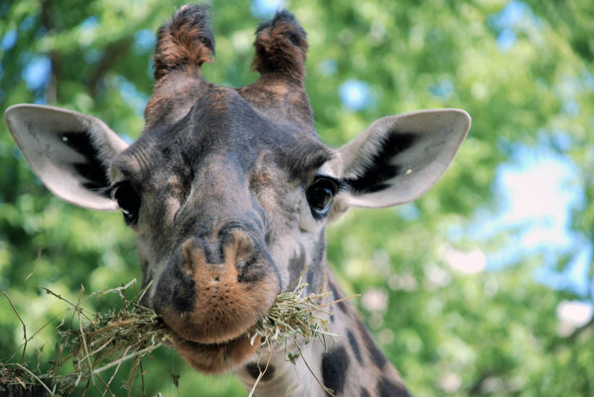 Zoo: Oldest Masai giraffe in North America dies at 26
