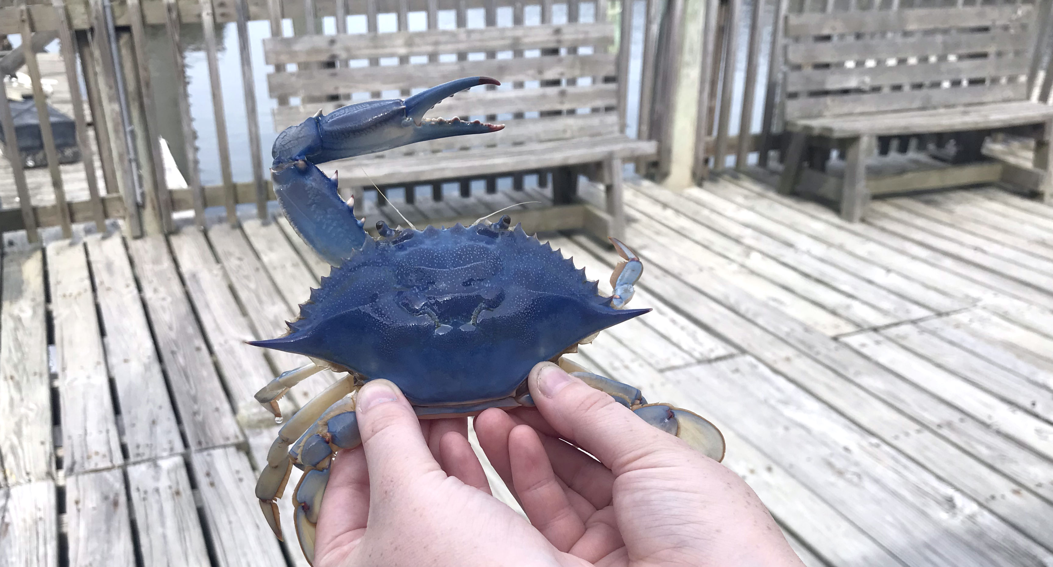 NC fisherman catches rare all-blue crab