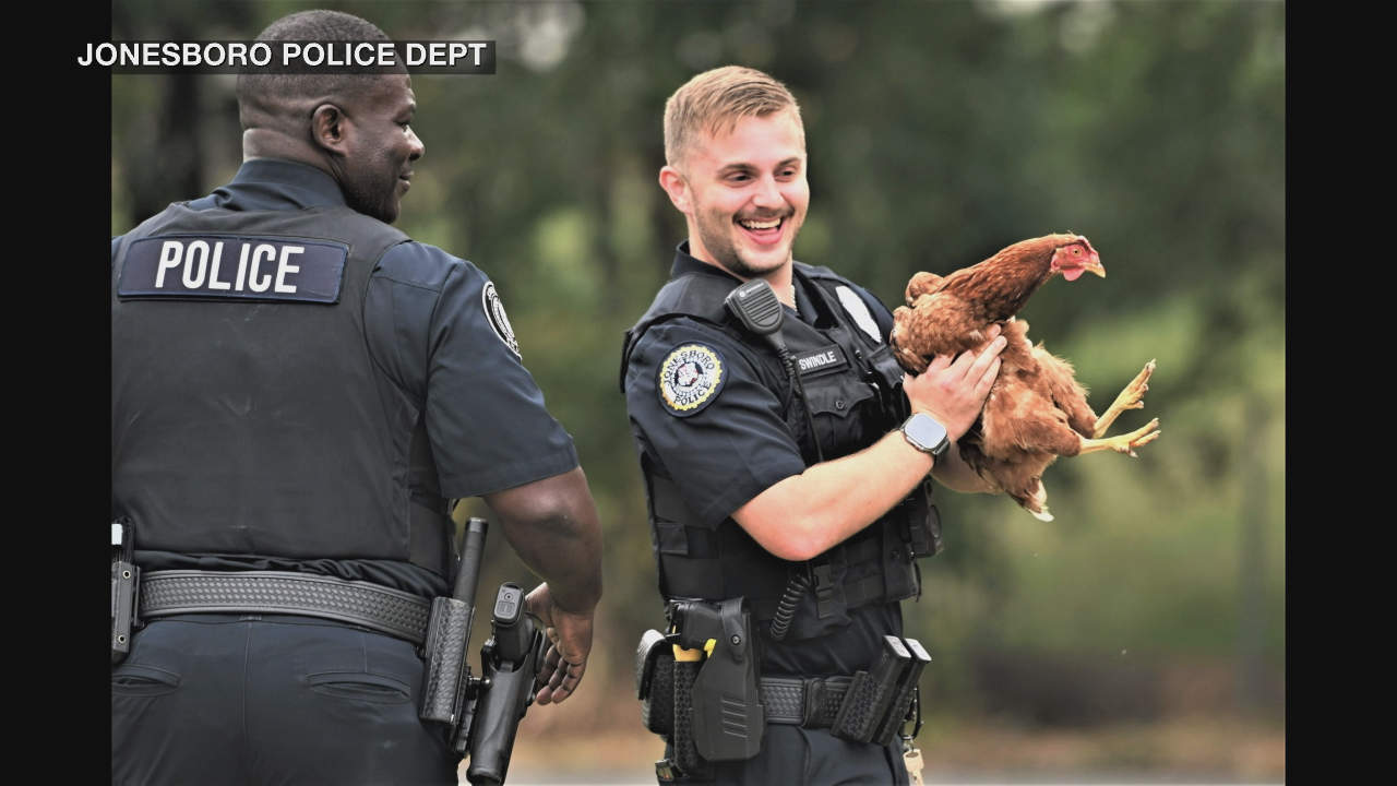 Chicken leads police officer on chase in Arkansas