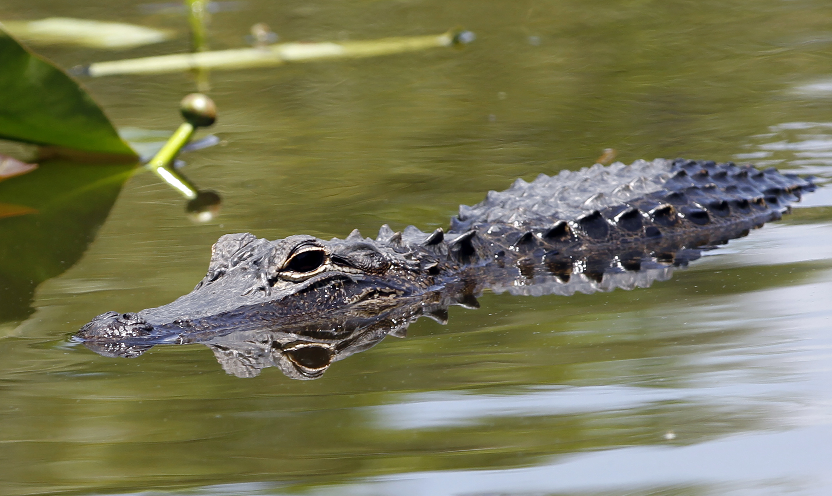 Florida Alligator Hunting STA 1 East - August 2023 