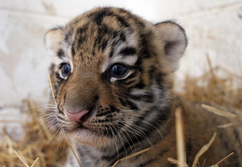 Zoo visitors name newborn tiger cubs