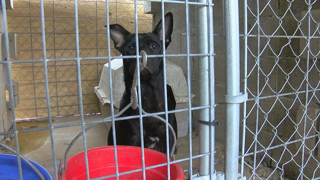 Randolph County rescue pets in peril