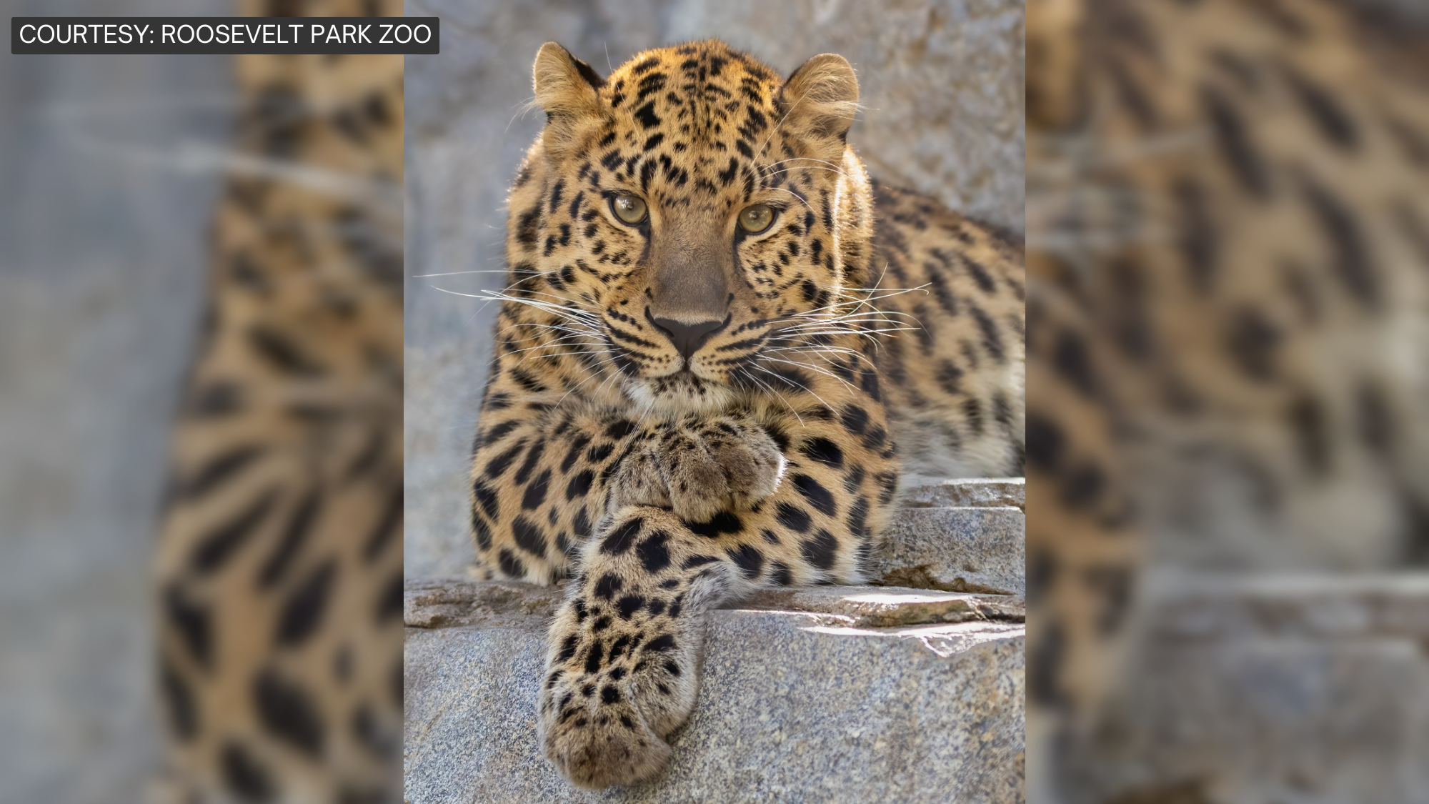 Roosevelt Park Zoo welcomes female Amur leopard
