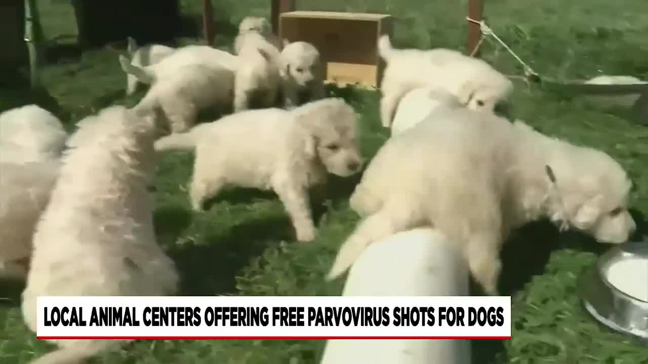 Parvo shots best sale near me