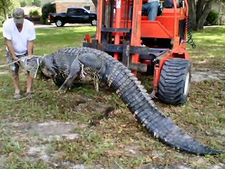 ●ALLIGATOR CITY King of the neighborhood': Huge alligator crosses Surf City