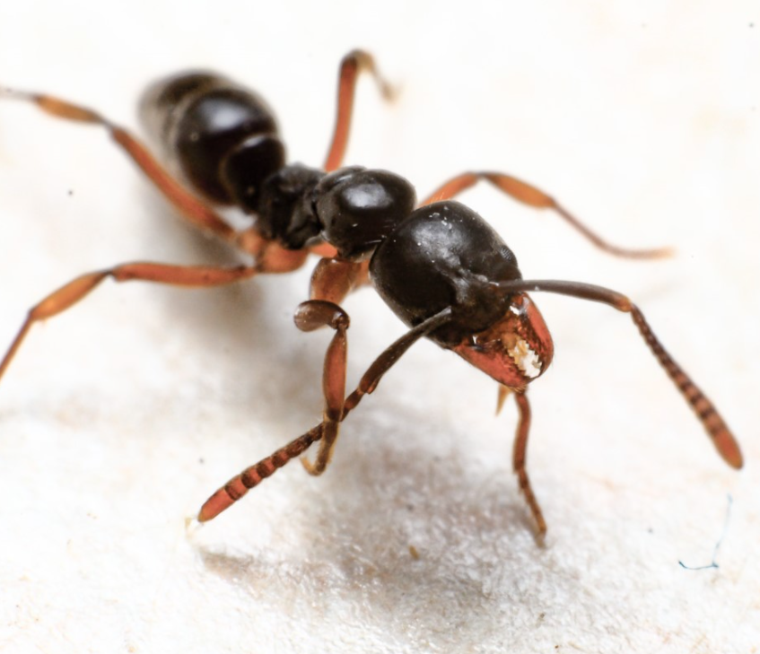 Invasive species of ants discovered in Evansville