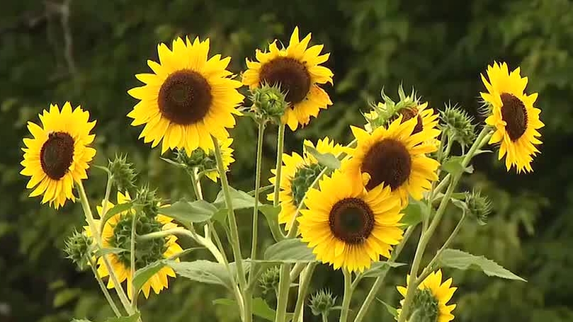 In the Garden: Getting excited about sunflowers