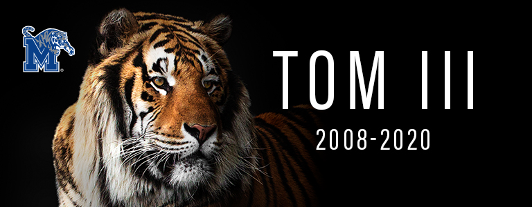 TOM III, Famed Bengal Tiger Mascot of the University of Memphis, Passes  Away at Age 12 - University of Memphis Athletics