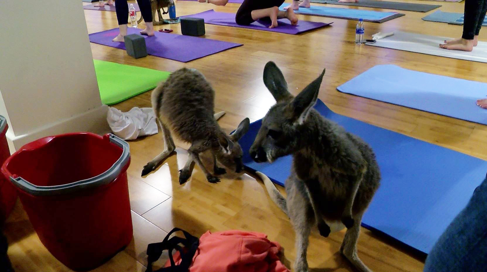 Kangaroo Yoga Mat