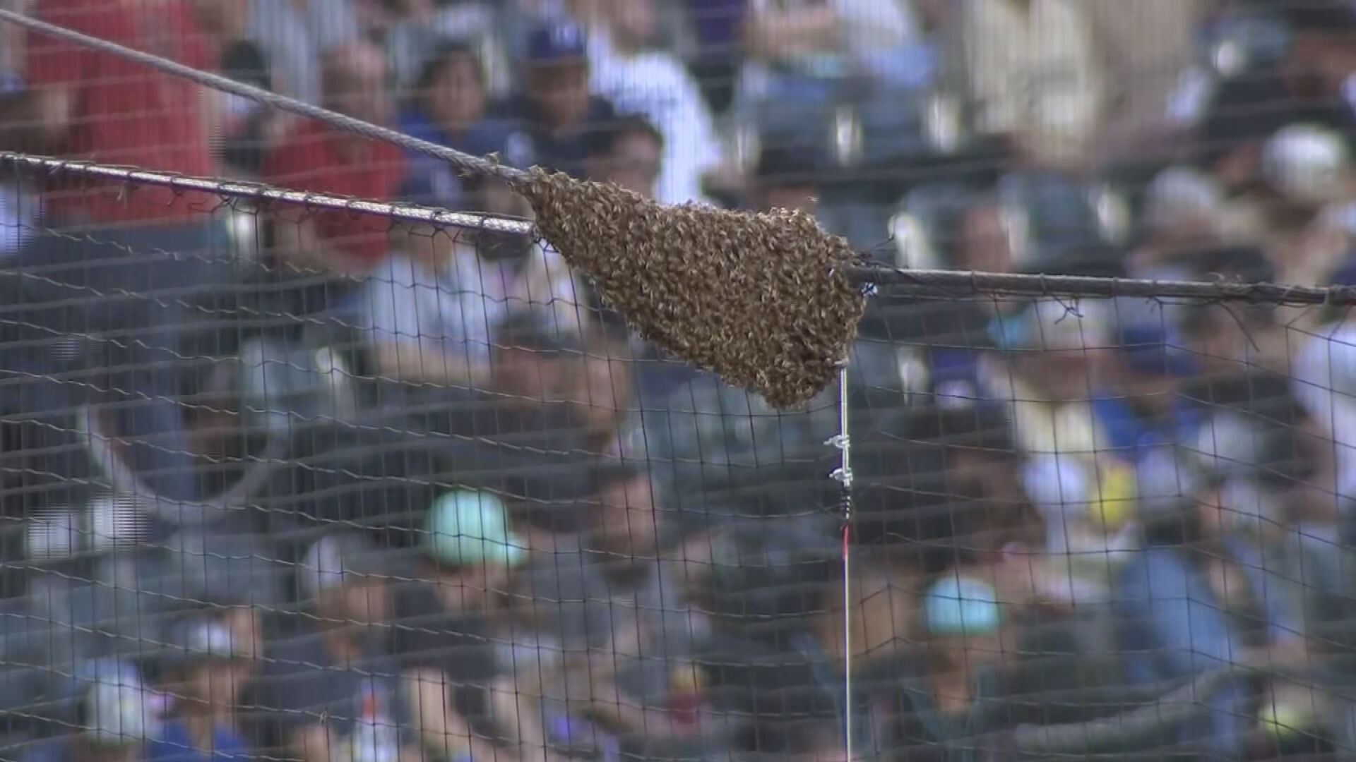 Bees delay start of Arizona Diamondbacks game against Dodgers