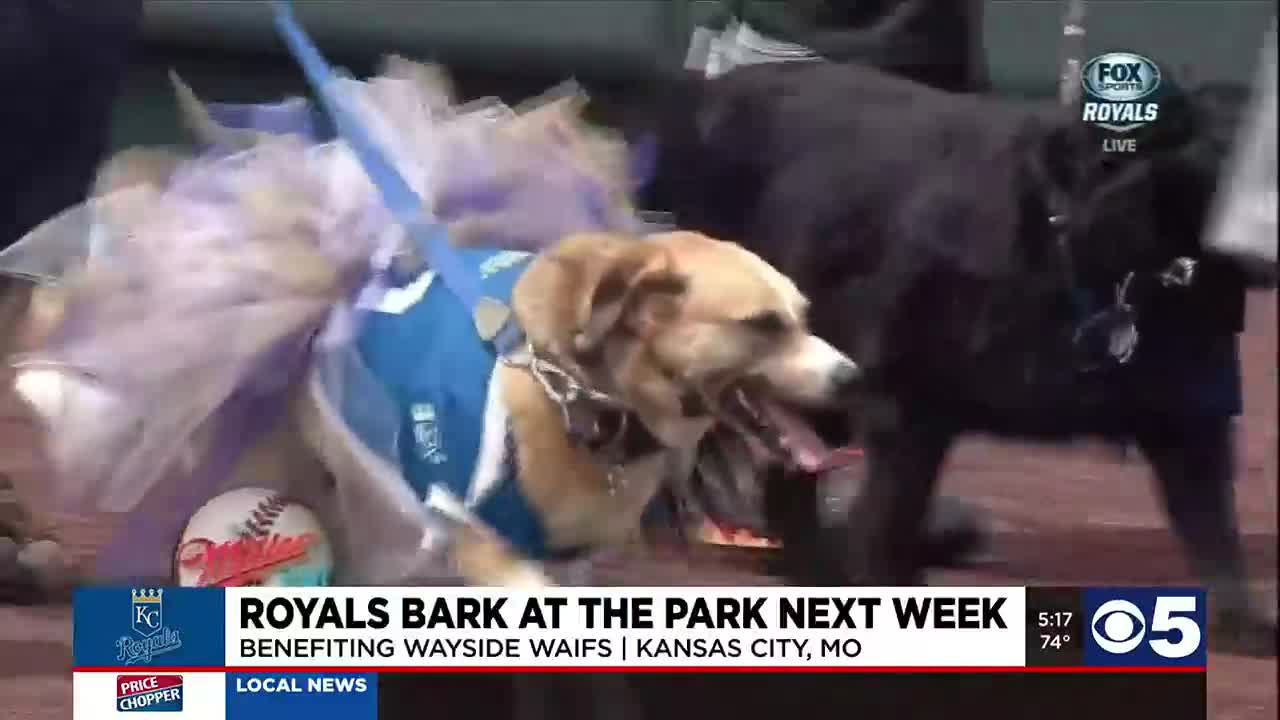 Kansas City Royals on X: What's better than players and puppies