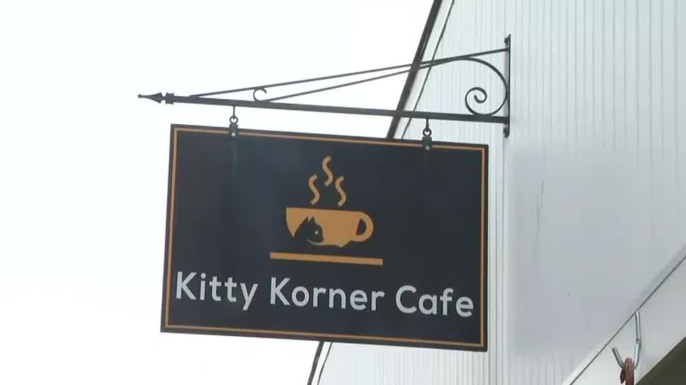 Vermont cat cafe owner destroys her own store to save kittens 