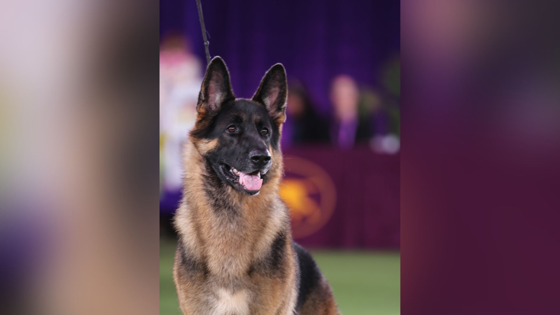 Westminster dog best sale show german shepherd