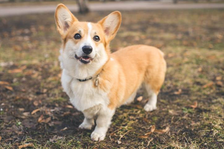 Judge Grants Stay Of Execution For Three Dogs Accused Of Attacking A Corgi