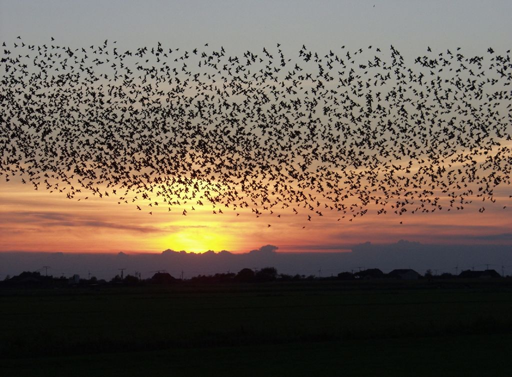 BREAKDOWN: Why birds migrate