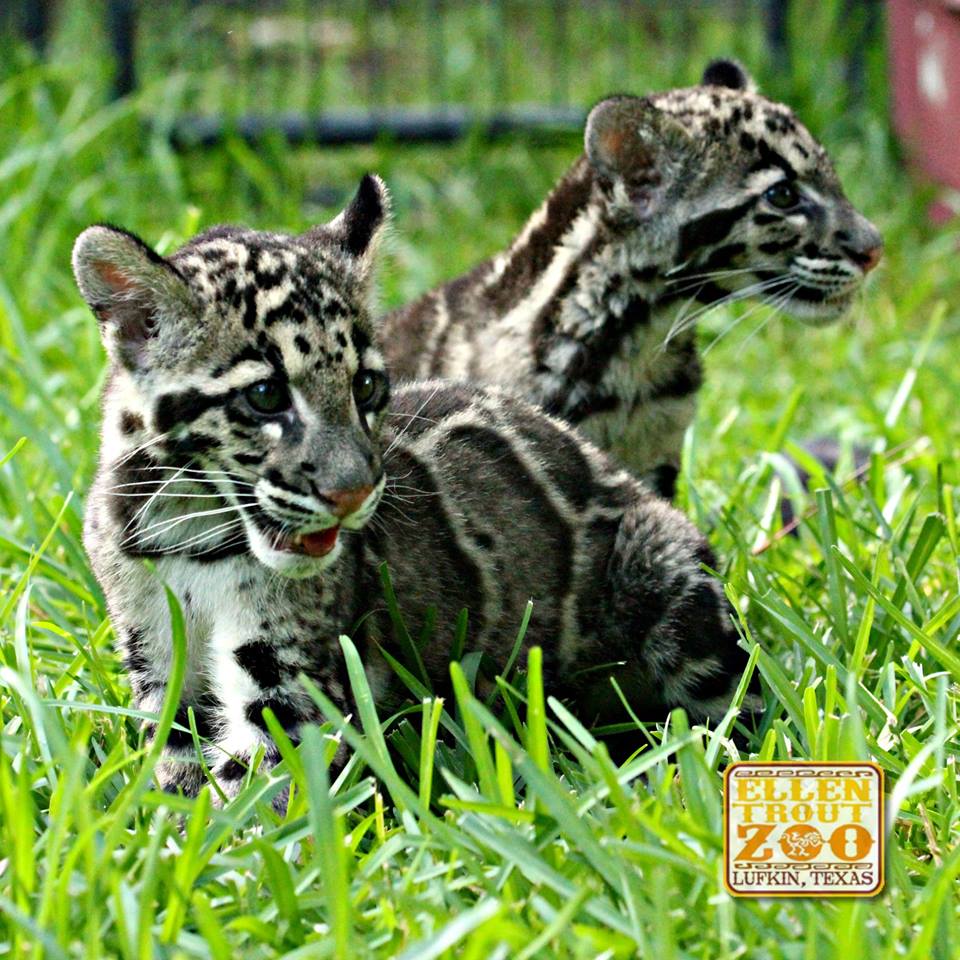 Lufkin zoo says last good-bye to Clouded Leopard cubs