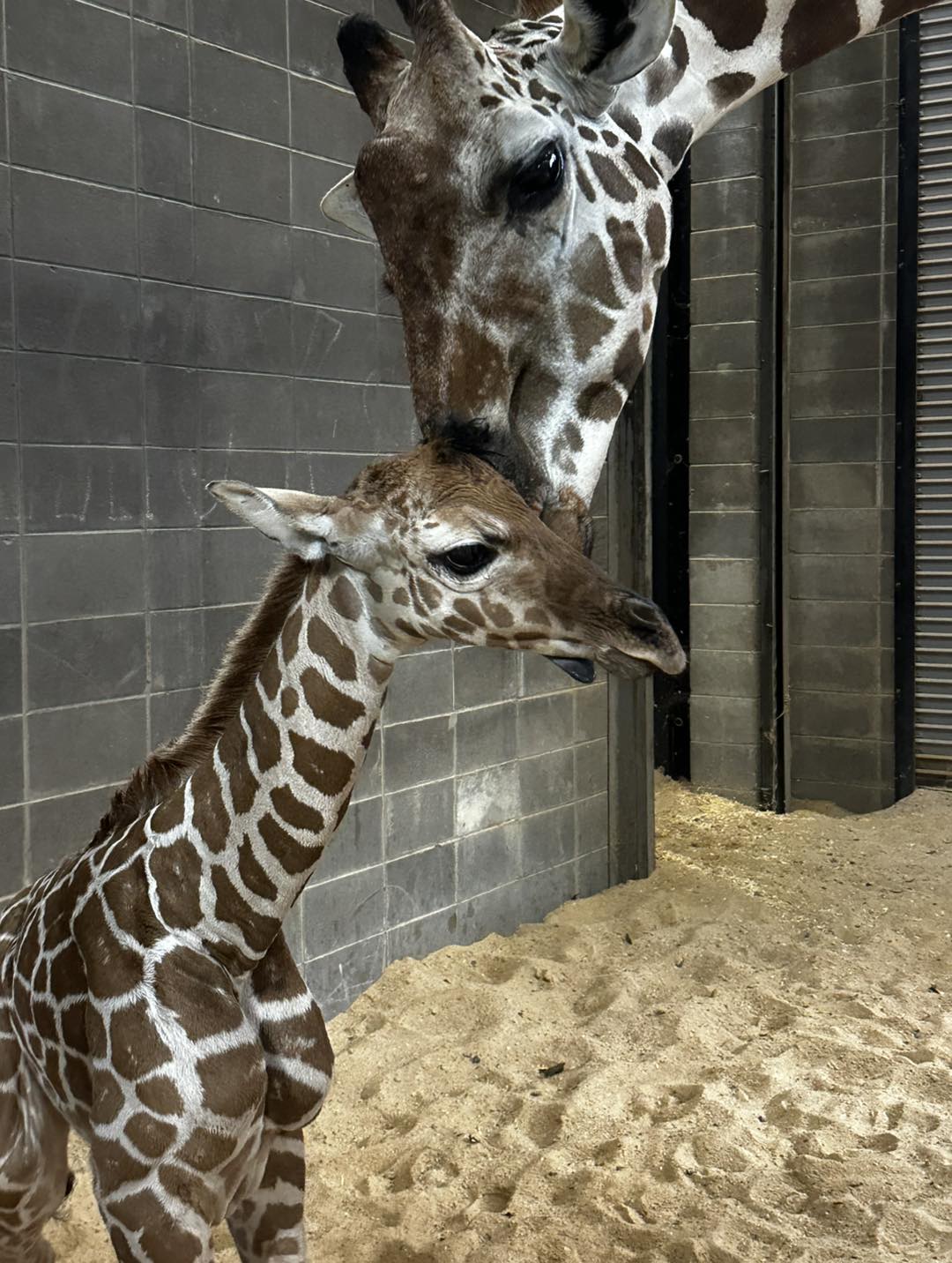 Montgomery Zoo welcomes newborn giraffe