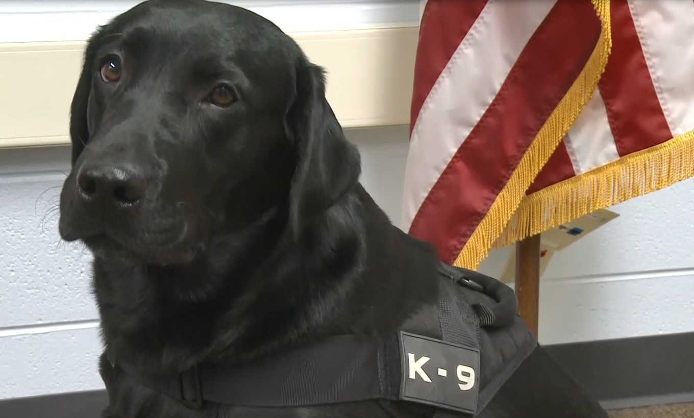 Plush Labrador Retriever Police or SAR Dog w Metal K9 Badge K-9 Fundraiser 