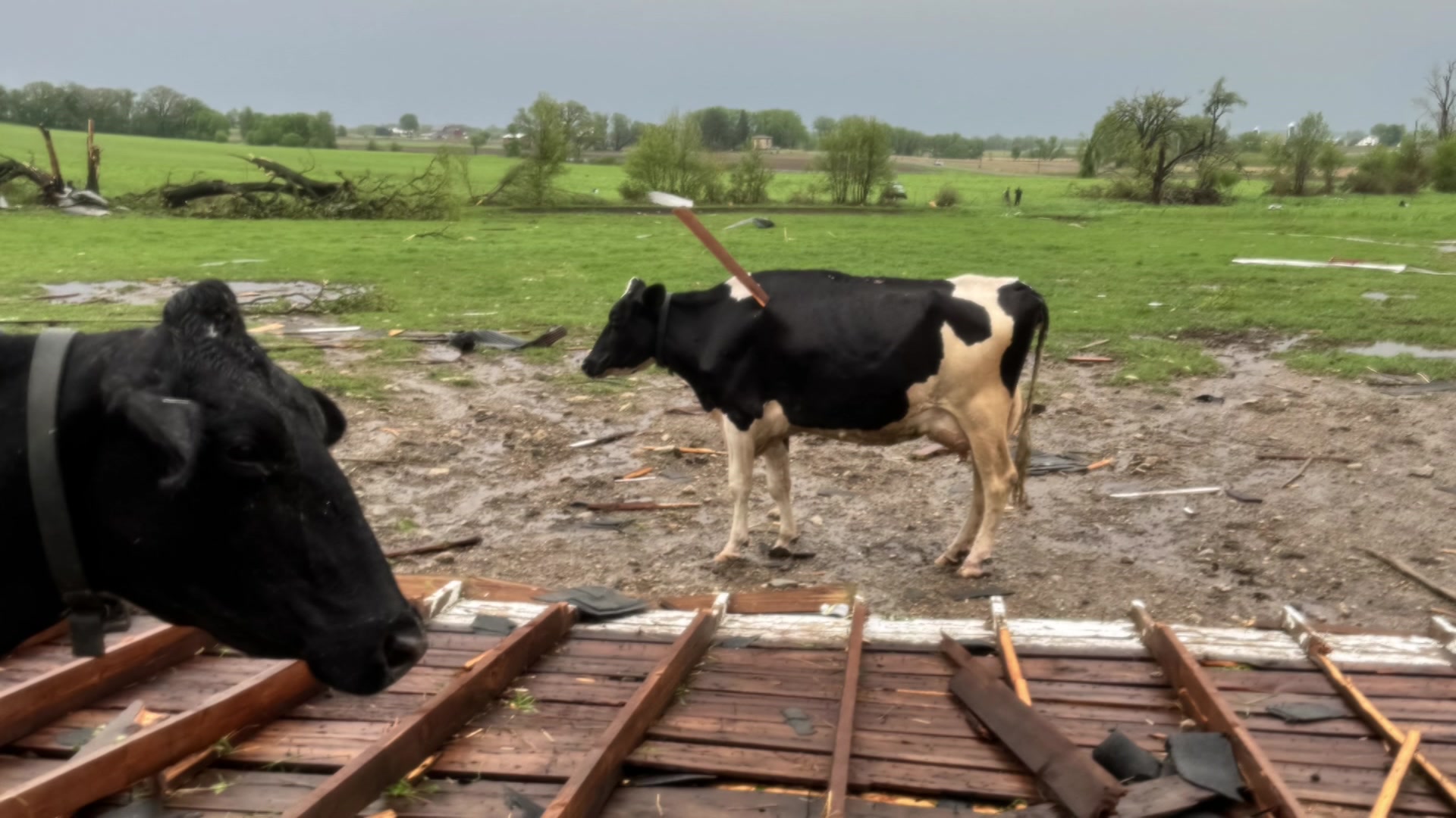 トップス Julius tornado cut and saw Rotozip 5.5 Amp Corded 1/4 in