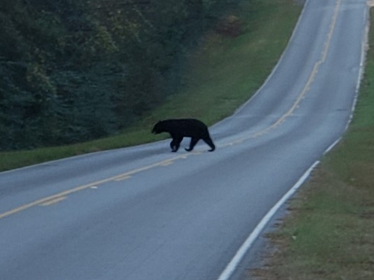 Mississippi bus driver spots black bear on morning route