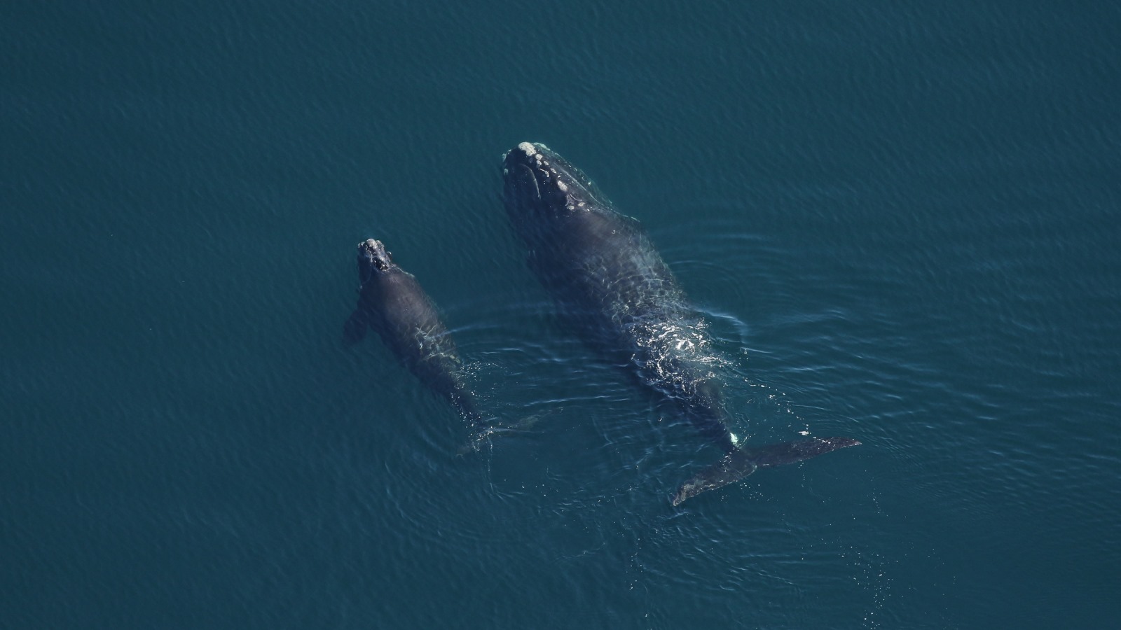 narwhal calf