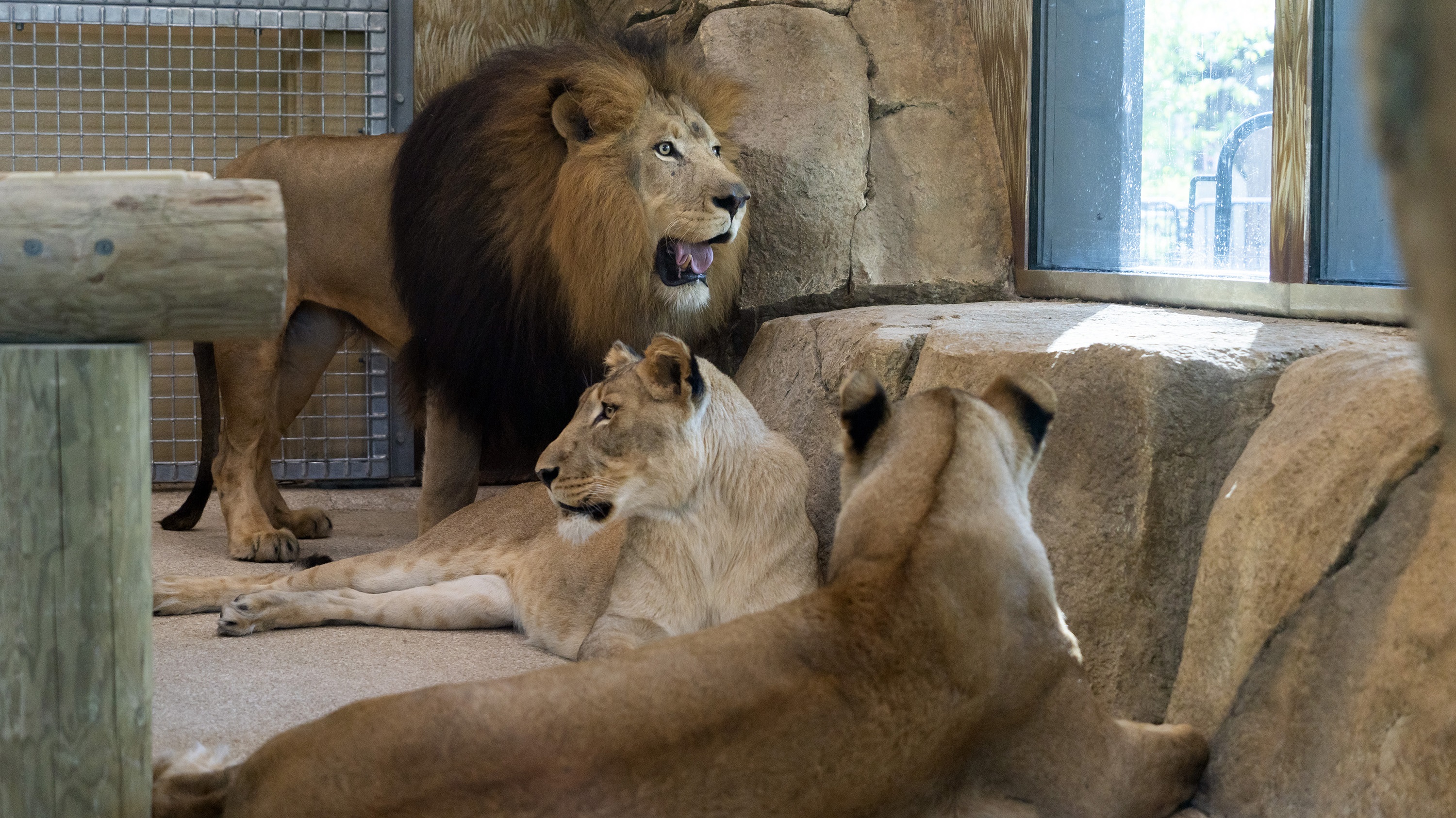 Potawatomi Zoo welcomes new pride of African lions