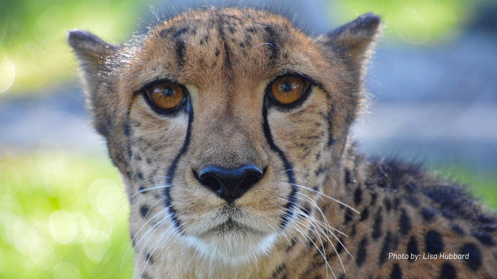 貴重新古品‼ CHEETA チータ ☆DH ☆MADE IN USA Cheetah known for appearances in 'National Geographic,' 'Today
