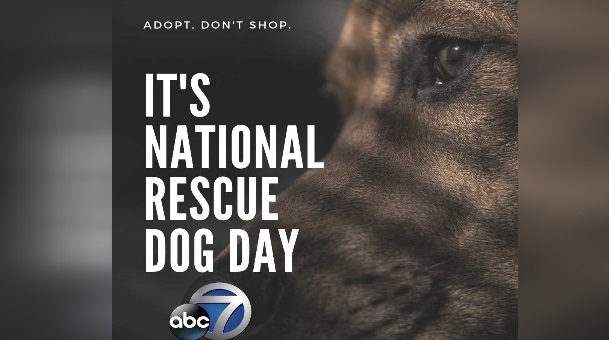 National adopt a dog sales day 2019