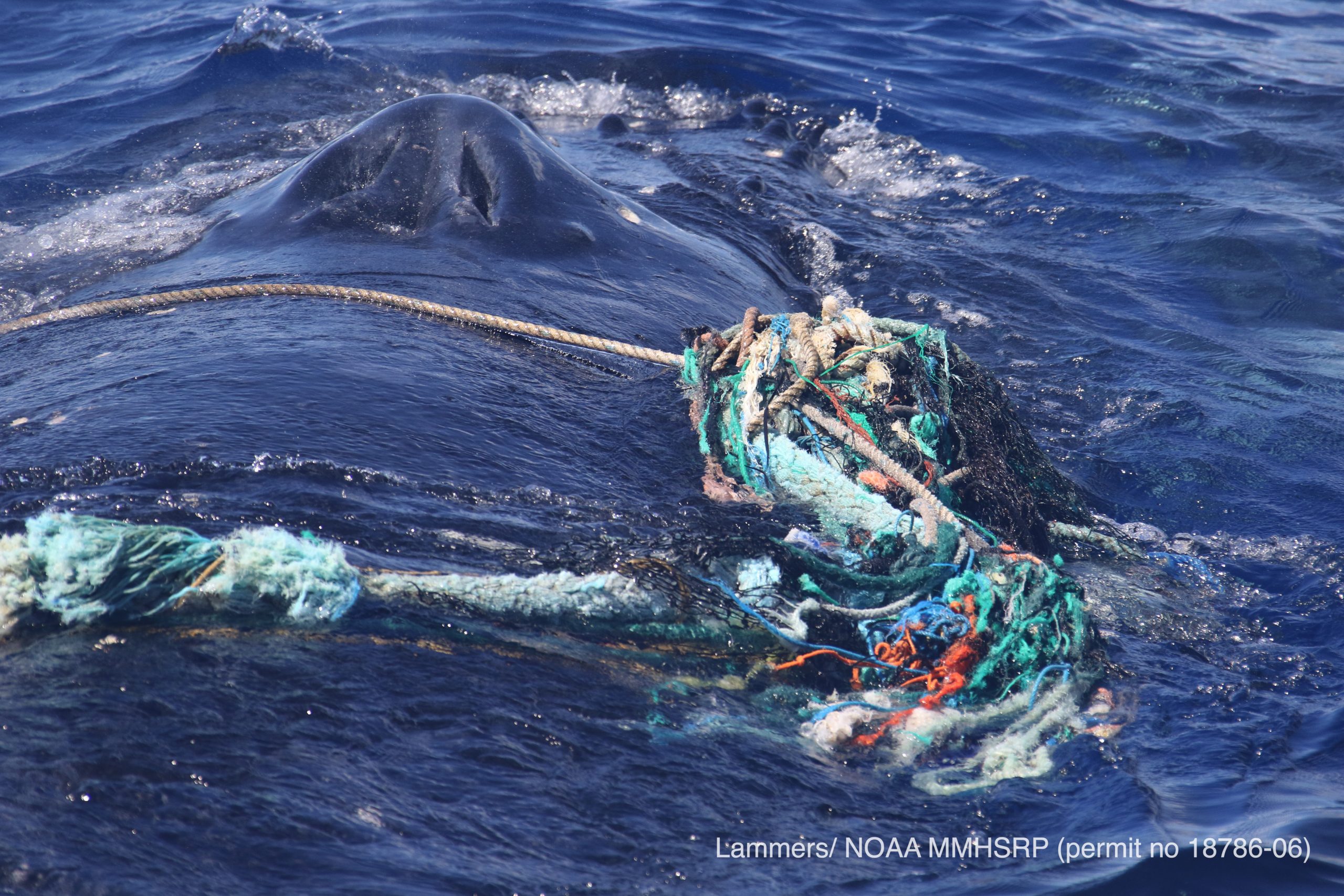 As humpback whale season nears peak in Hawaii, animals face