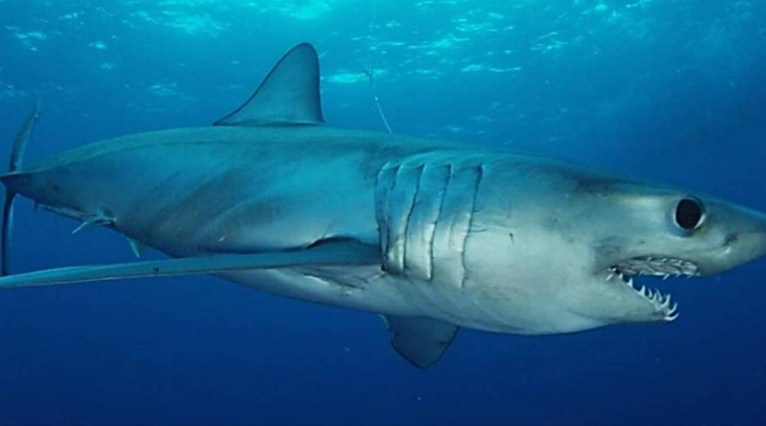 A 255-pound 'apex predator' mako shark is hunting the waters