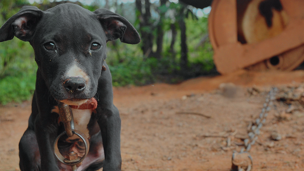 Kentucky Bill Calls For Animal Abusers To Pay For Care Of Rescued Animals