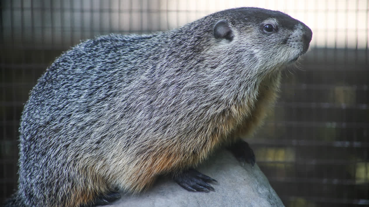 Buckeye Chuck: Cleveland Museum of Natural History is home to